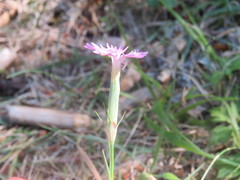 Dianthus benearnensis
