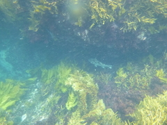 Aplodactylus arctidens