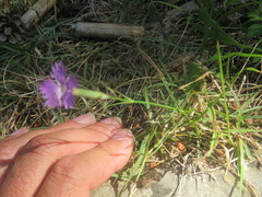 Dianthus benearnensis