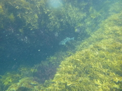 Aplodactylus arctidens