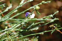 Psoralea pullata