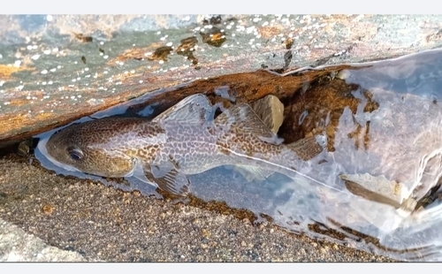 Gadus morhua