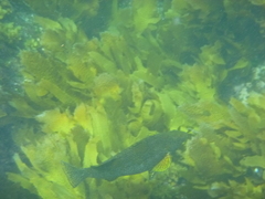 Aplodactylus arctidens