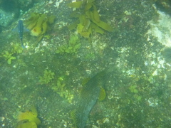 Aplodactylus arctidens