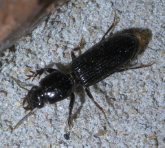 Clivina dentipes