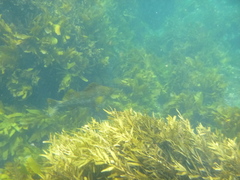 Aplodactylus arctidens