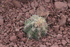 Thelocactus bicolor