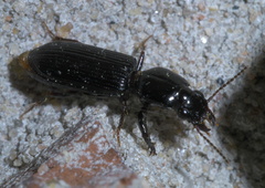 Clivina dentipes