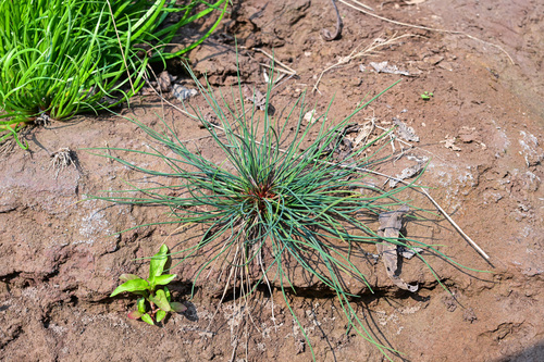 Juncus setchuensis iNat (3)
