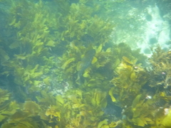 Aplodactylus arctidens