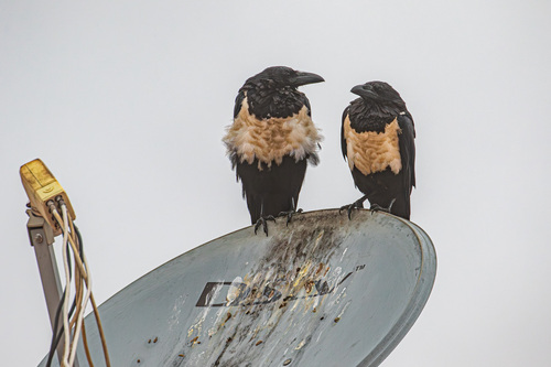 Pied Crow