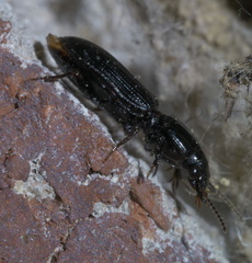 Clivina dentipes