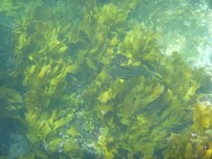 Aplodactylus arctidens