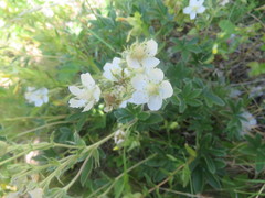 Potentilla alchimilloides