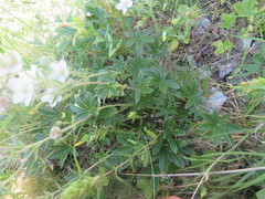 Potentilla alchimilloides