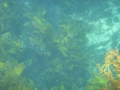 Aplodactylus arctidens