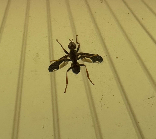Unknown species found near Creekside Dr, Loranger, LA, US