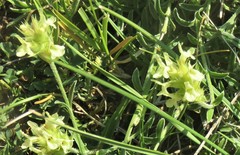 Sideritis hyssopifolia