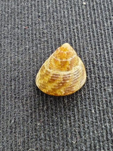 Gibbula adriatica observed 2026-03-20