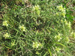 Sideritis hyssopifolia