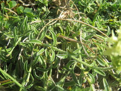 Sideritis hyssopifolia