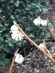 Edgeworthia
