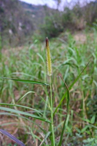 napier grass