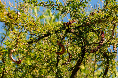 Mesquite (Neltuma affinis)