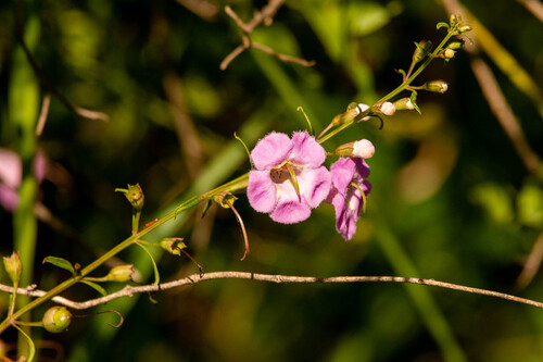 Agalinis genistifolia, photograph 4