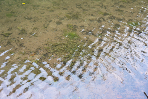 Curly-leaf Pondweed