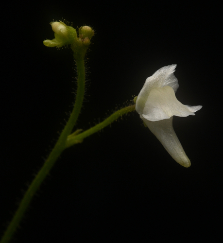 Genlisea pallida (Genlisea pallida)