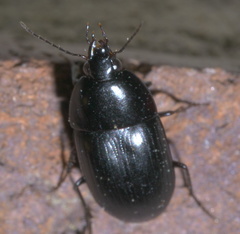Oodes amaroides