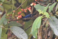 Diglossa indigotica
