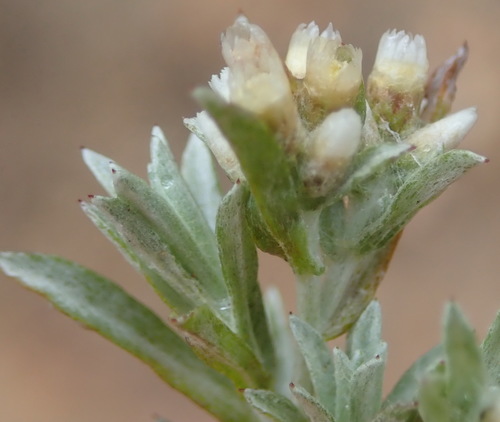 Image of Gnaphalium capense by (c) Nicola van Berkel, some rights reserved (CC BY-SA)