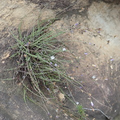 Wahlenbergia thulinii