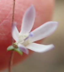 Wahlenbergia thulinii