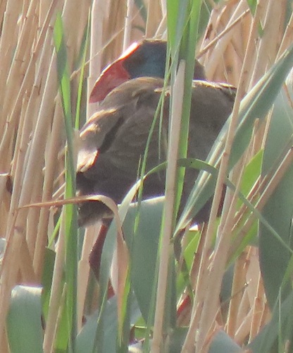 iNaturalist: (c) magdastlucia, some rights reserved (CC BY-NC), uploaded by magdastlucia iNaturalist image