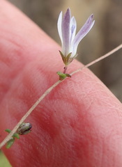 Wahlenbergia thulinii