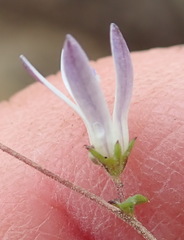 Wahlenbergia thulinii