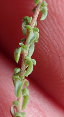 Wahlenbergia thulinii