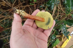 Xerocomellus salicicola