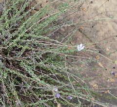 Wahlenbergia thulinii