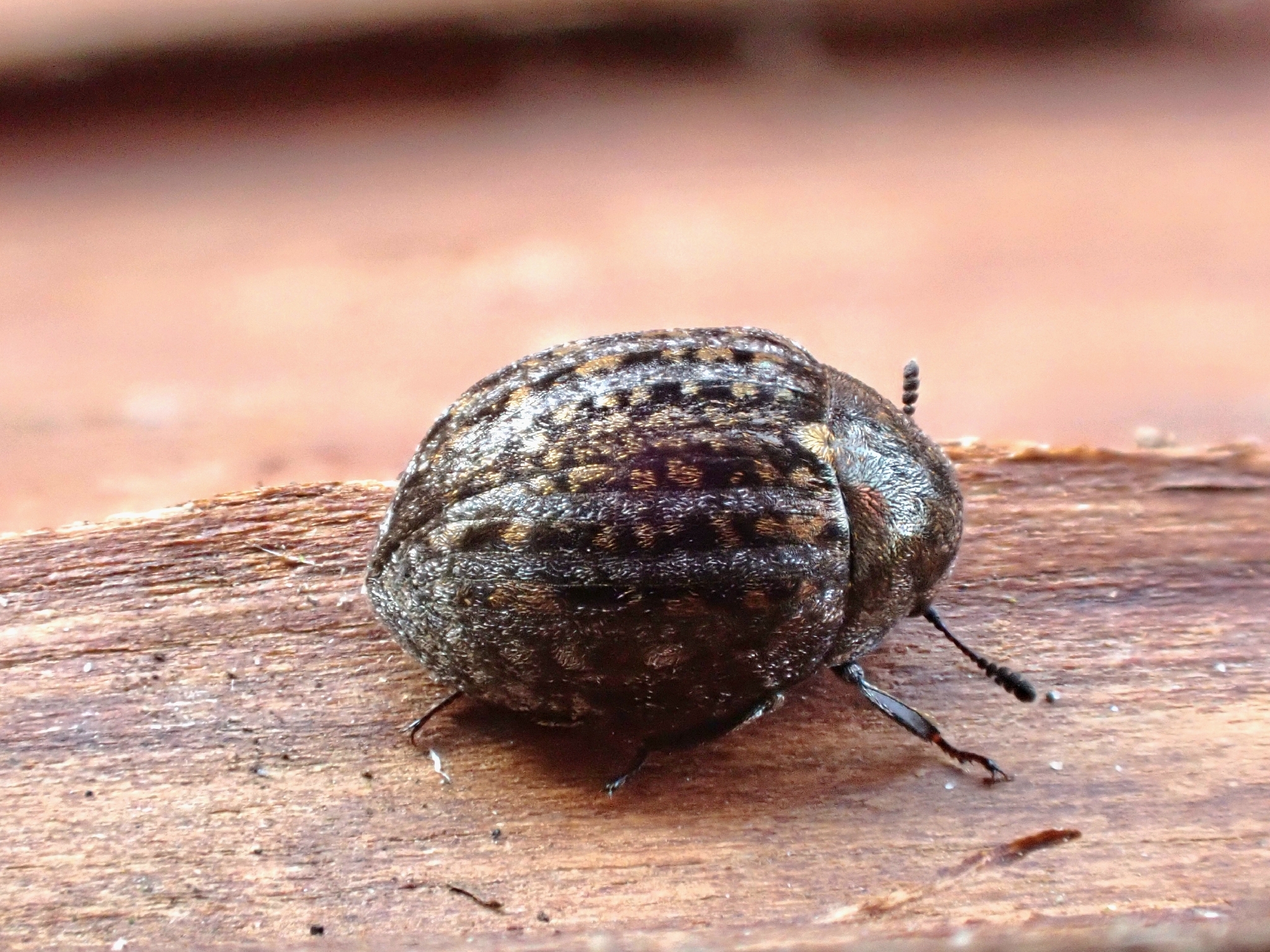 Cytilus sericeus