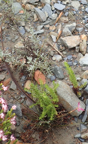 Image of Dianthus bolusii by (c) Nicola van Berkel, some rights reserved (CC BY-SA)