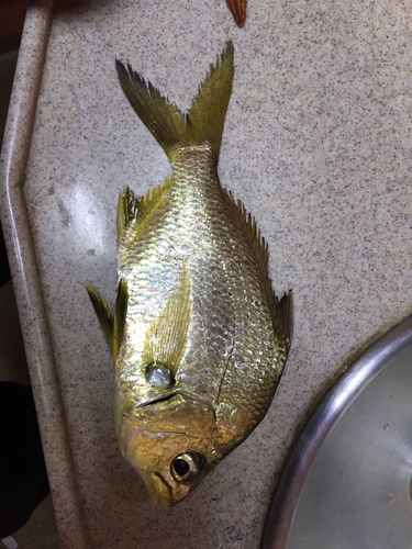 Peruvian Mojarra
