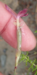 Dianthus bolusii