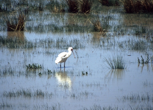 iNaturalist: (c) Jens Thalund, some rights reserved (CC BY-NC), uploaded by Jens Thalund iNaturalist image