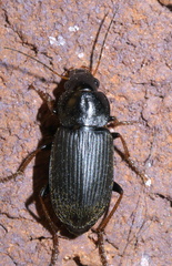 Amphasia sericea