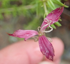 Dianthus bolusii