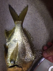 Diapterus peruvianus